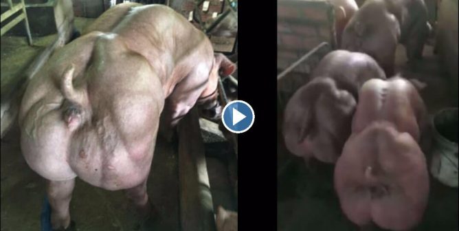 in cambodia, genetically altered pigs are being bred to develop hugs muscle mass