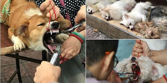 Chinese Vet Caught Debarking Dogs 