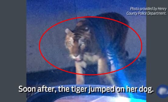 a tiger shot dead in Georgia has ties to Feld Entertainment