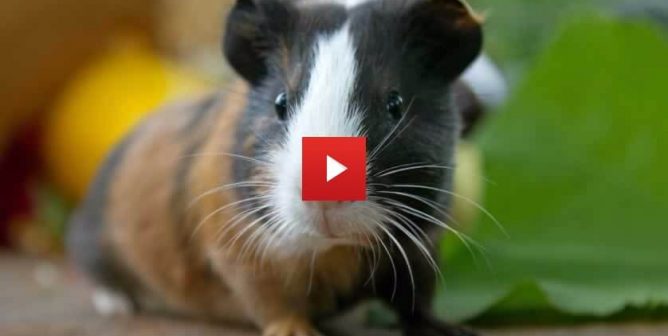 Guinea Pigs Will Not Cure Cancer, so Stop Rubbing Your Body With Them
