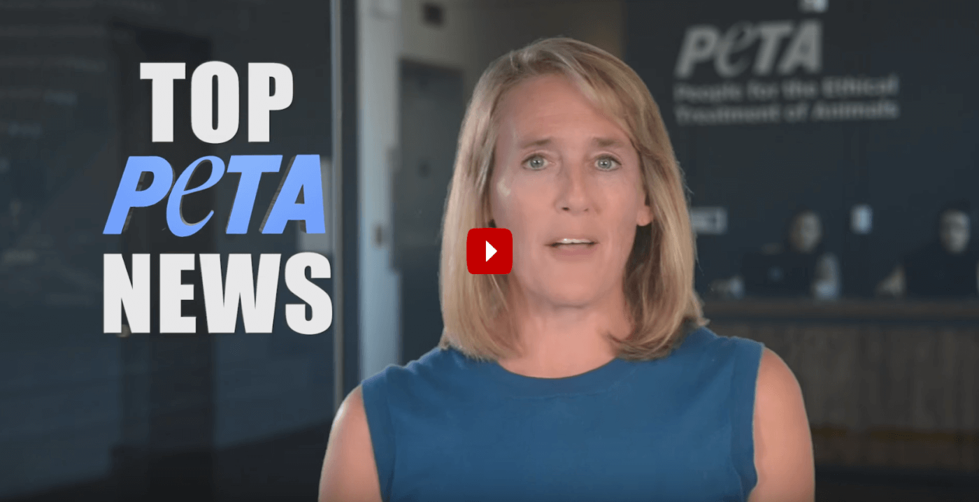PETA's News Roundup for August PETA