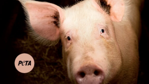 I’m Me, Not Meat (Pig) (Vertical)