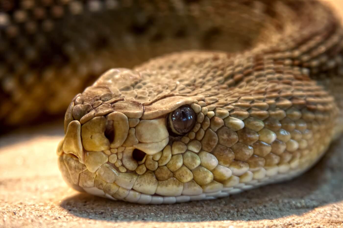 rattlesnake 653646 1920 Make a Phone Call to Speak Up for Animals Whose Mouths Will Be Sewn Shut!