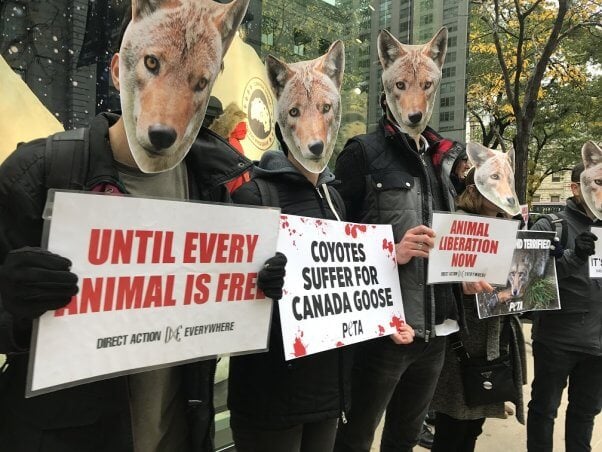 canada goose demo chicago, coyote fur, goose down