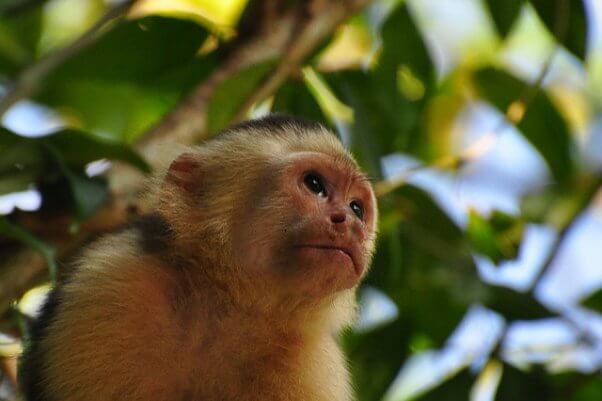 capuchin, monkey, wild, happy, free