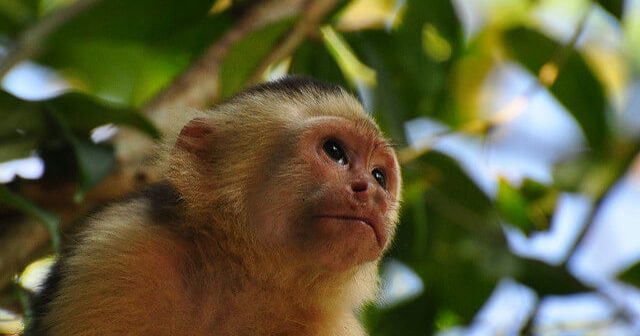 capuchin, monkey, wild, happy, free