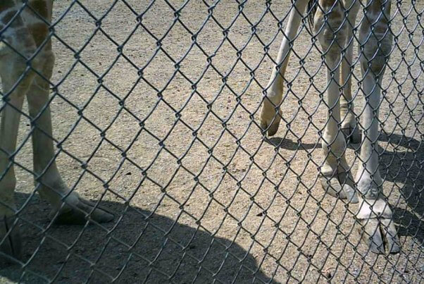 giraffes, elongated hooves, overgrown hooves, hoof problems, natural bridge zoo