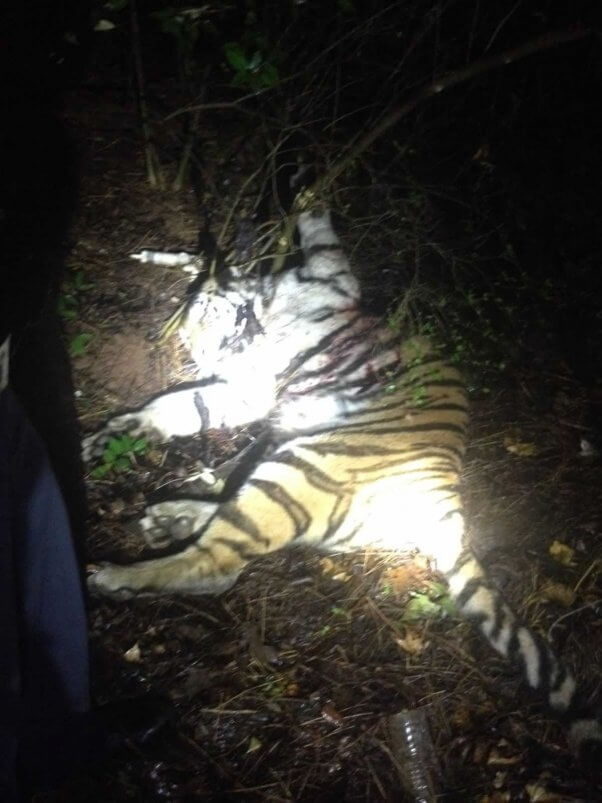 Dead tiger lying on ground