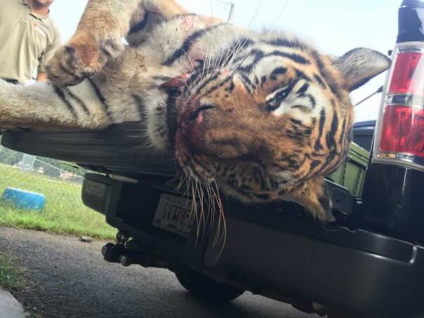 Close-up of former Ringling Bros. tiger suzy after being shot and killed