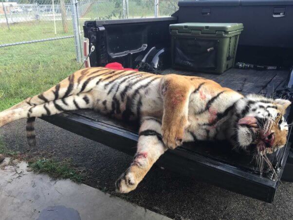 Dead tiger lying in back of truck