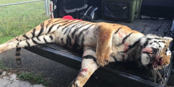 Dead tiger lying in back of truck