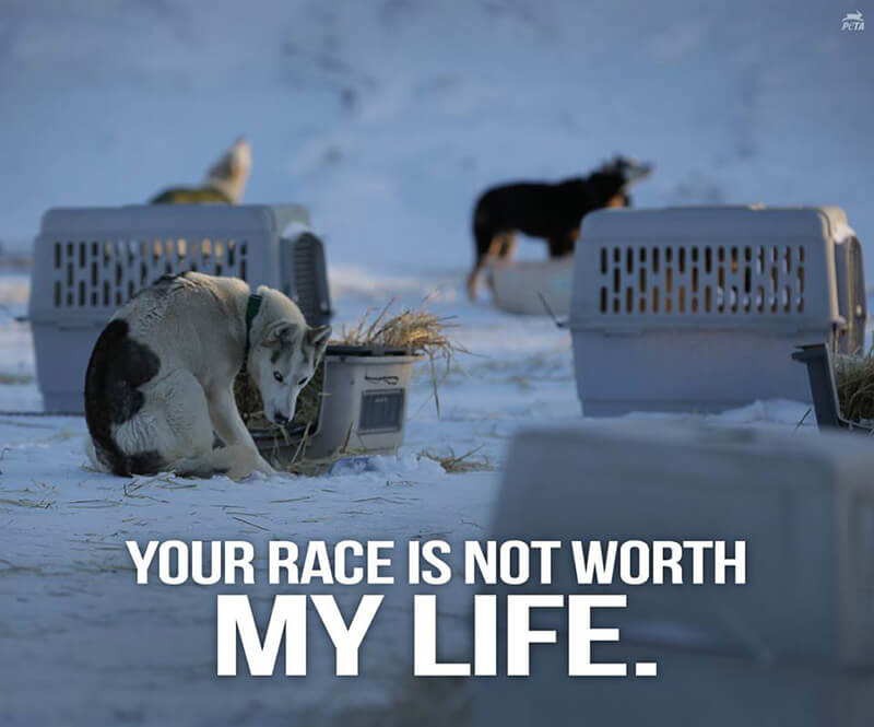 iditarod dogsled race, promotional images, cold chained dogs