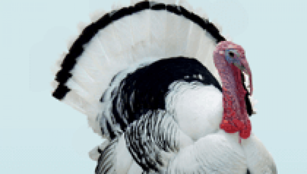 I’m Me, Not Meat (Turkey) (2)