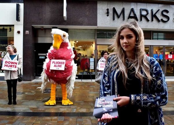 peta uk, down feathers demo, plucked goose