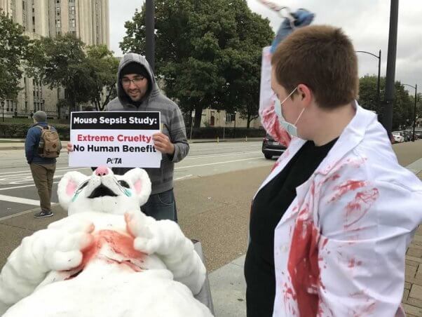 university of pittsburgh, pitt, mice sepsis experiments, mouse stabbing demo
