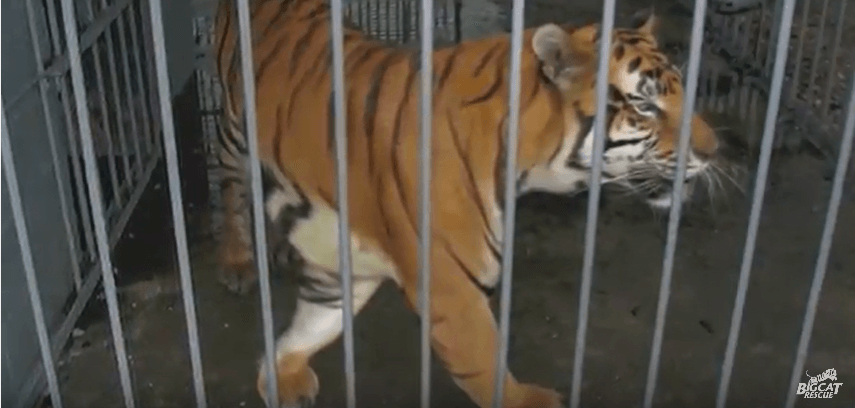tony the tiger, michael sandlin, tiger truck stop, euthanized