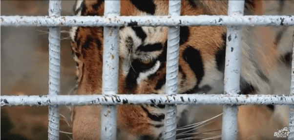 tony the tiger, tiger truck stop, michael sandlin, euthanized