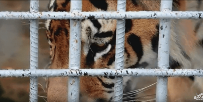 tony the tiger, tiger truck stop, michael sandlin, euthanized