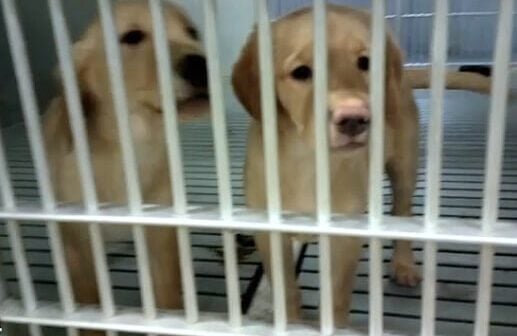 dogs and other surprising animals who are tested on