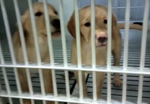 Texas A&M University dog laboratory 