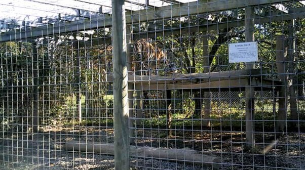 Unimproved platform and small enclosure where tigers are confined