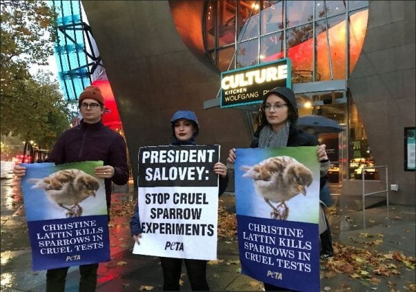 yale university, peter salovey, christine lattin, bird experiments, protest at seattle museum of pop culture