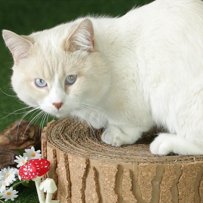 enrichment toys for cats