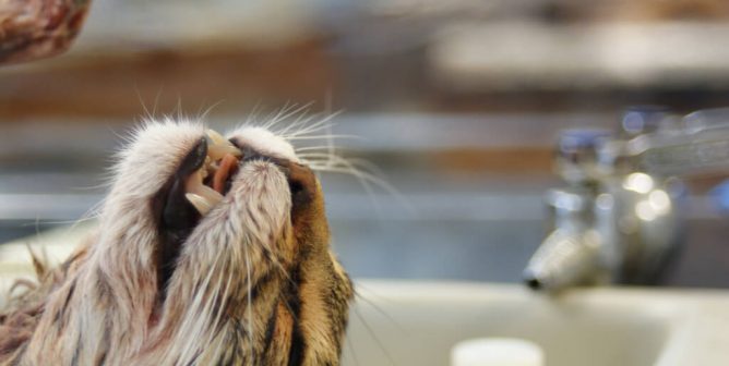 Dissection Is Dangerous, Unethical, and Unnecessary—Here’s Why