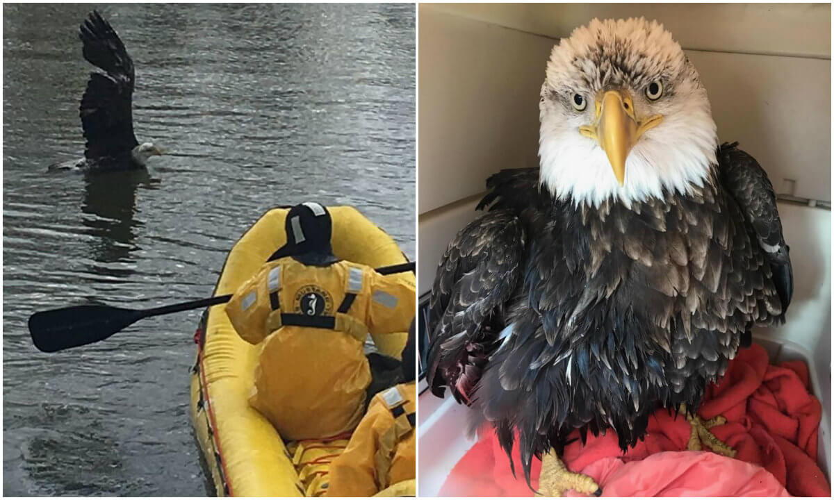 animal angels rescue birds minnesota animal angels rescue birds minnesota