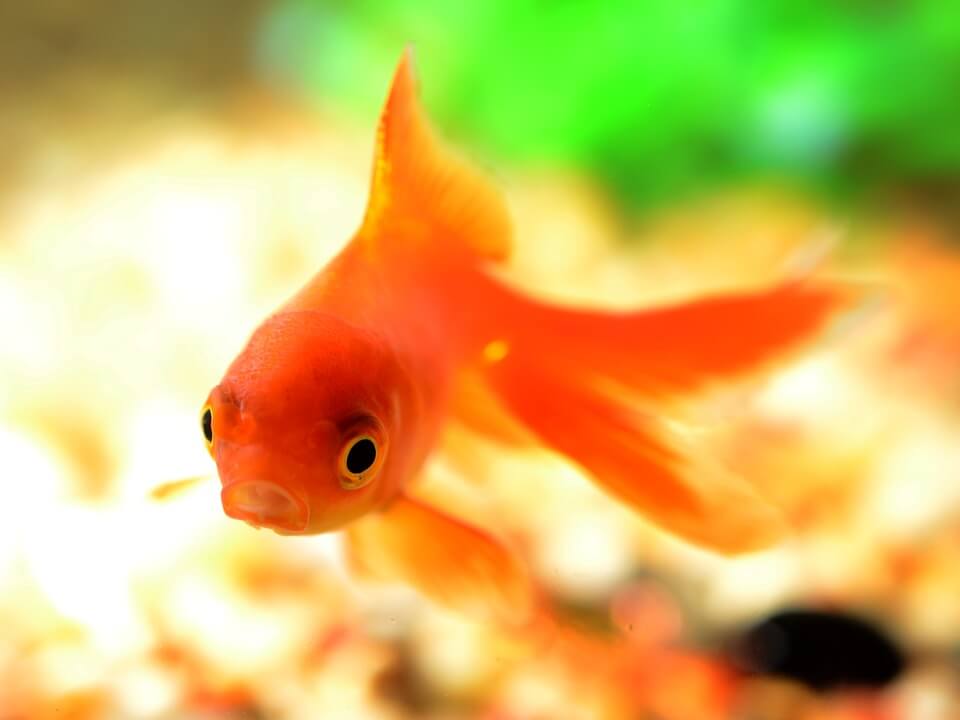 fish-in-laboratories-peta
