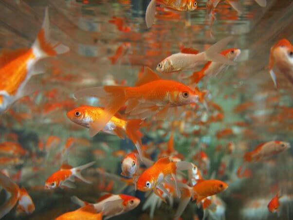 goldfish in an overcrowded tank