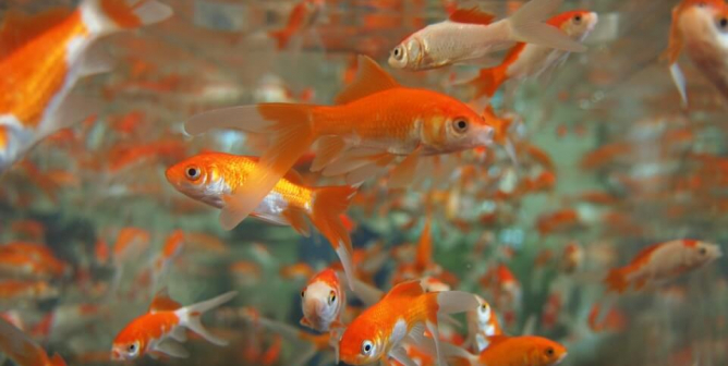 goldfish in an overcrowded tank