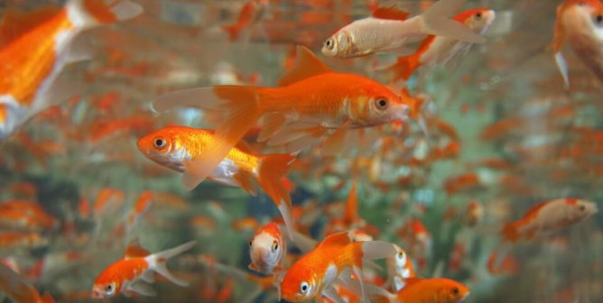 Urge City in Ohio to Stop Terrorizing Goldfish!