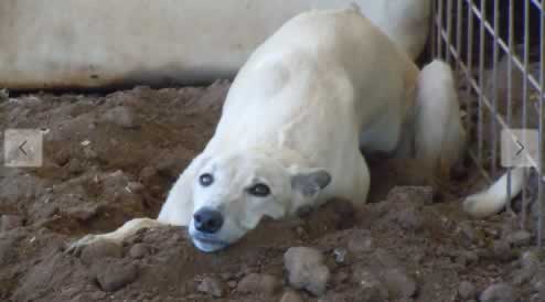 Sad white greyhound