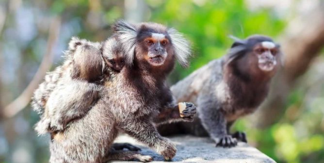 A family of marmosets in the wild
