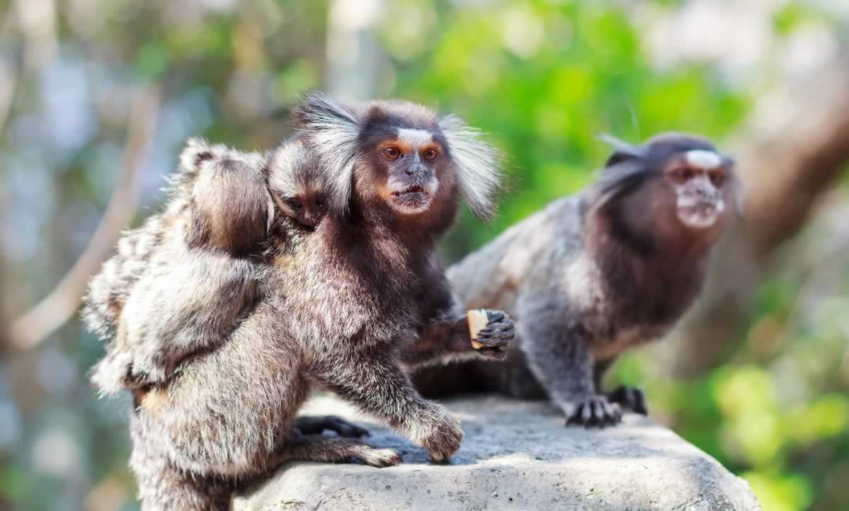 A family of marmosets in the wild