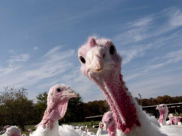 White turkeys with blue sky in background, one looking directly into camera