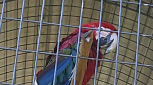 A macaw with an excessively long beak