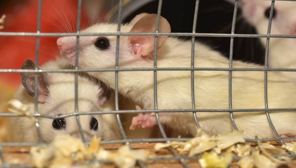 Animal Testing: Animals Used in Experiments | PETA