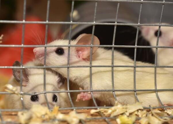 mice in cage