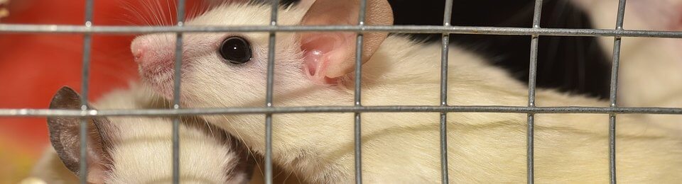 mice in cage
