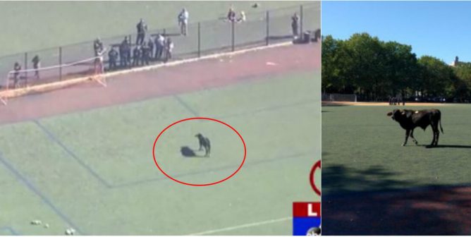 screengrabs show the prospect park cow on the loose in brooklyn