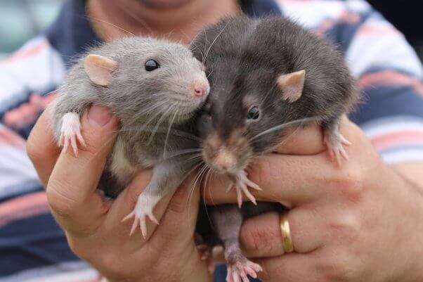 rodents you can have as pets