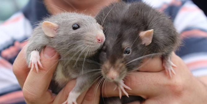Rabbits, Rodents, and Other Small Mammals Don’t Want to Be Your Class ‘Pets’