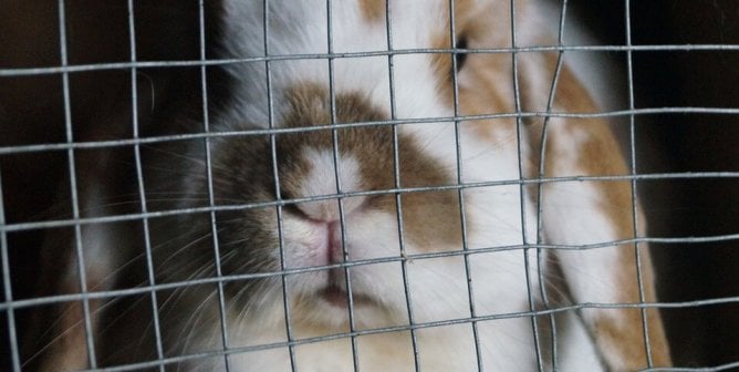 What’s the Problem With Classroom ‘Pets’?