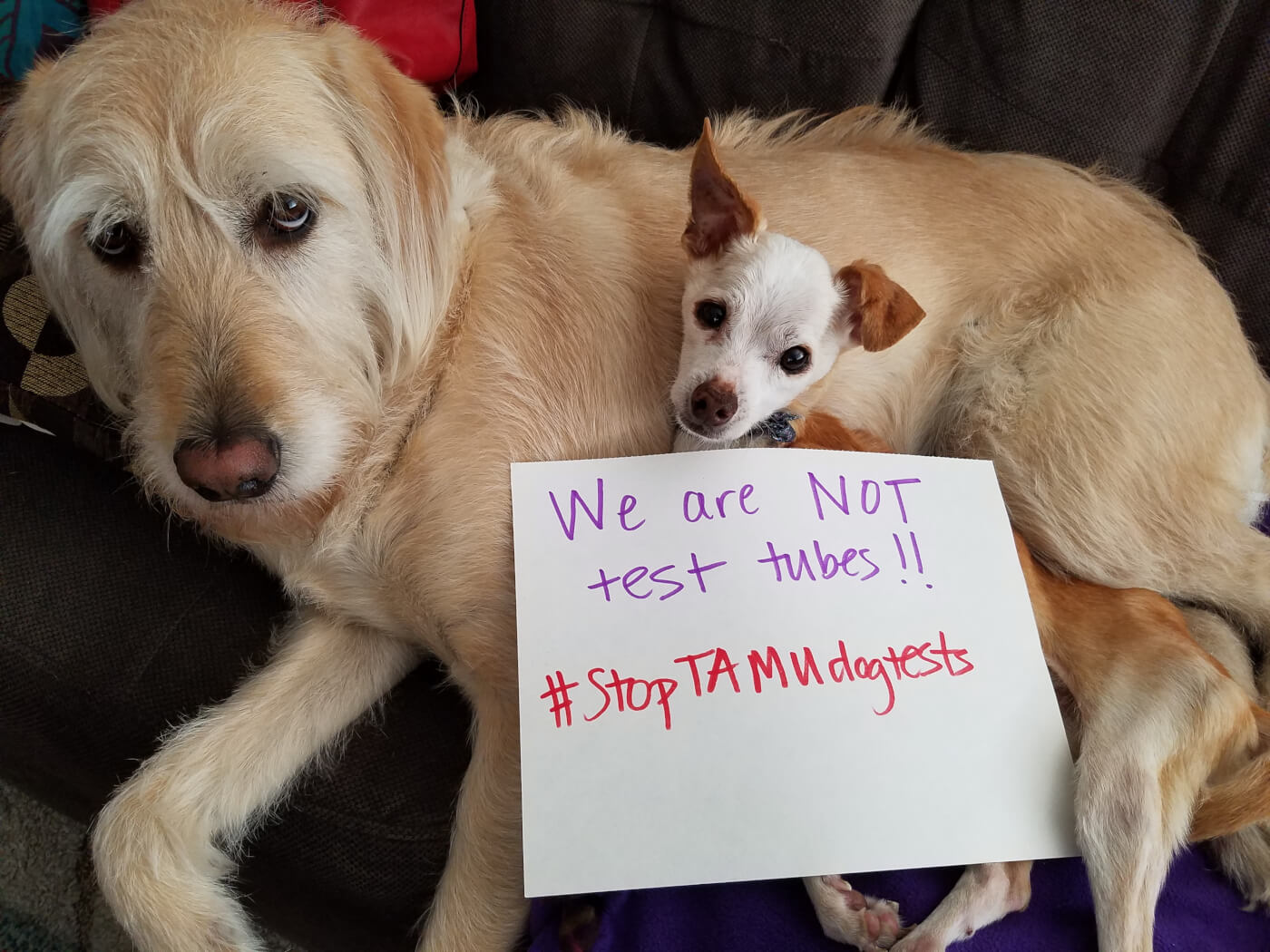 Dogs used in experiments need your help! Yes, DOGS. | PETA