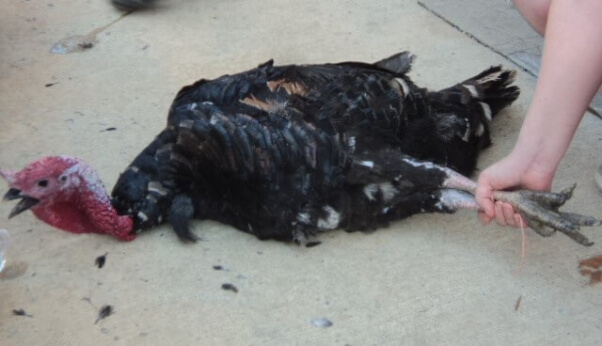 turkey injured in yellville turkey drop