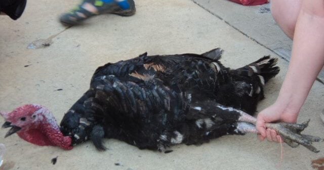 turkey injured in yellville turkey drop