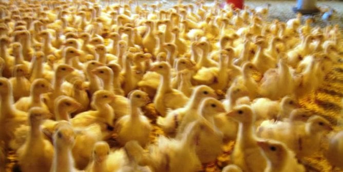 22 Facts That Will Make You Pass on Turkey This Year