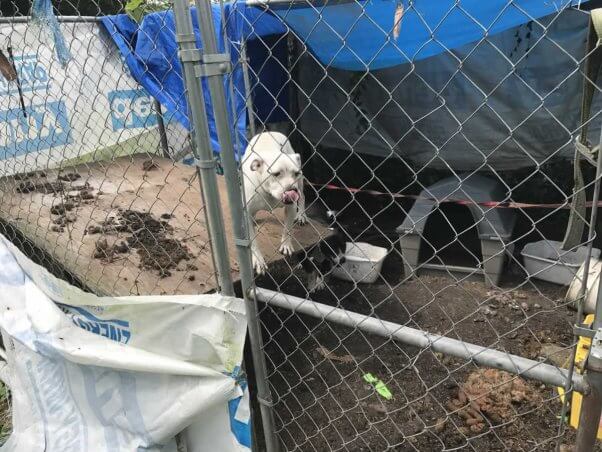 White pit bull tethered to chain link fence